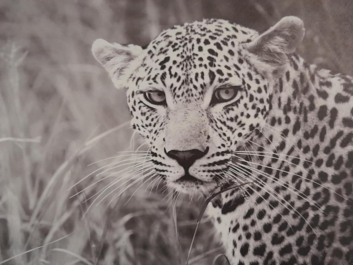 Animalier Διαμέρισμα Joigny Εξωτερικό φωτογραφία